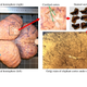 Elephant brain studies